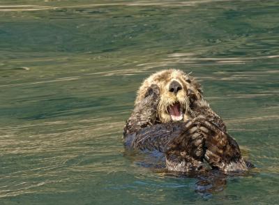 v3/50/53750/3/47959265.ResurrectionSeaOtter4840.jpg