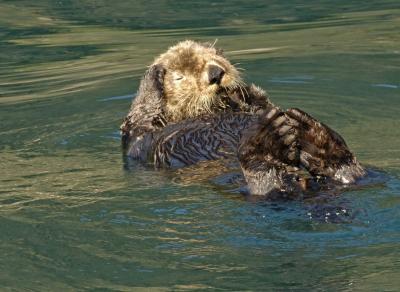 v3/50/53750/3/47959266.ResurrectionSeaOtter4842.jpg