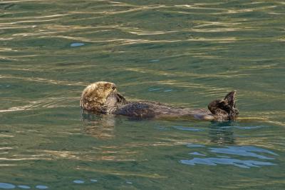 v3/50/53750/3/47959267.ResurrectionSeaOtter4848.jpg