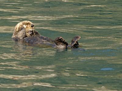 v3/50/53750/3/47959268.ResurrectionSeaOtter4853.jpg