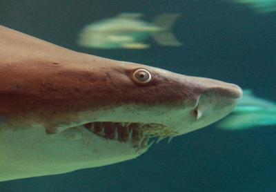 Shark at the Florida Aquarium