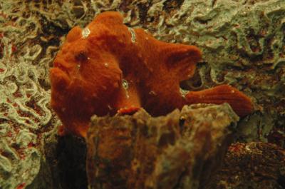 rock2885web.jpg