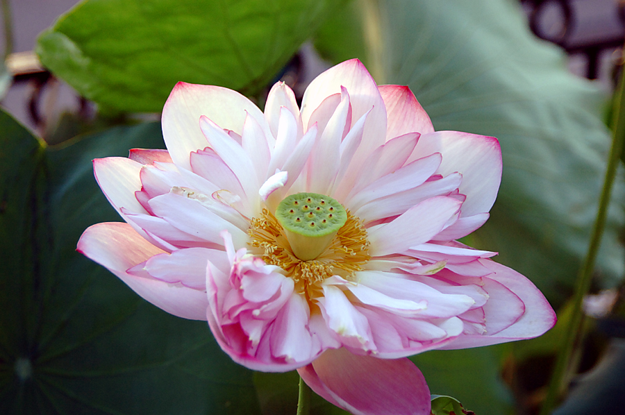 Lotus