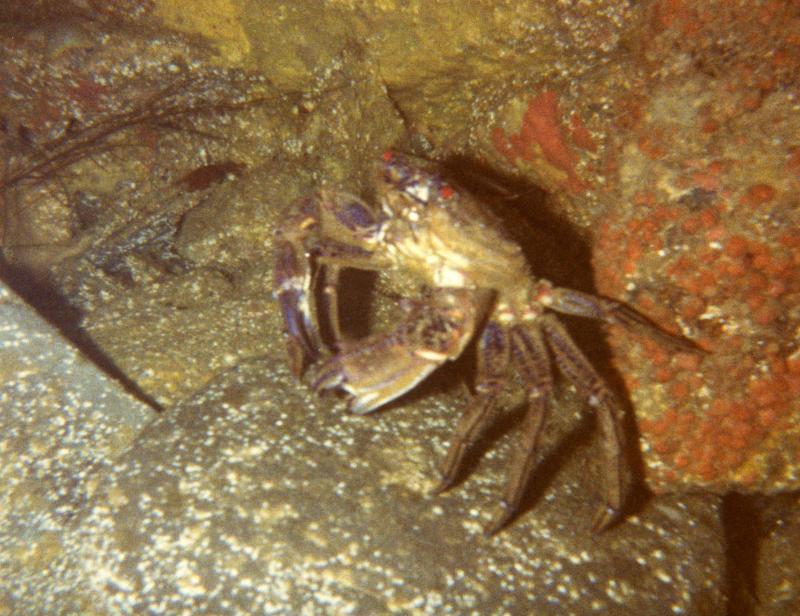 Crab at bottom of cave, annoyed at our intrusion.