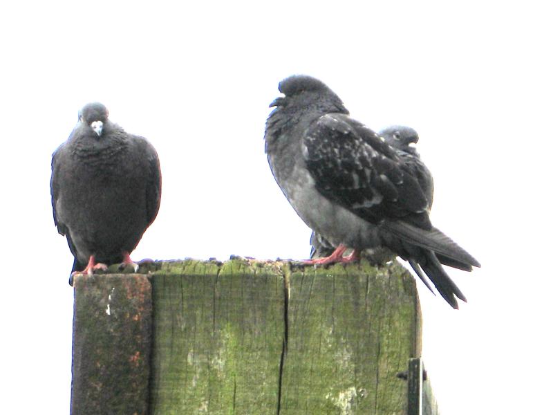 Rock Doves resting on a piling at the drawdock beside Putney Bridge.