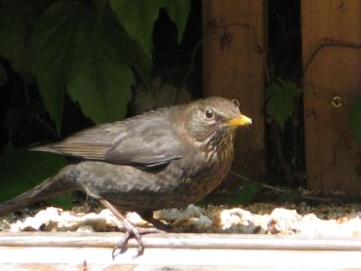 Young Blackbird