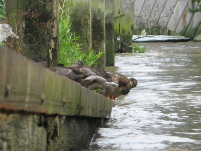 Ducks resting on drawdock beside Putney Bridge.