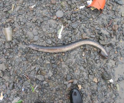 Large dead eel at rivers edge.