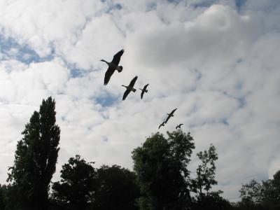 Canada geese landing on Thames at Putney.