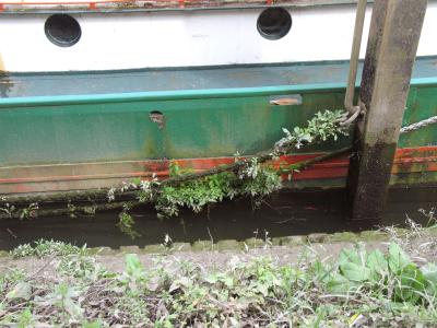 All these plants are growing in the mooring rope.