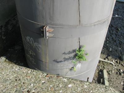 Plants growing in cracks in pillar.