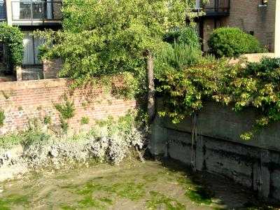 The tree appears to have grown out of the wall.