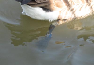 Canada goose with a tag.