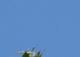 This is NOT a star. Picture taken at midday.