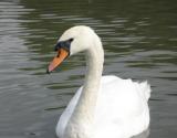 Swan begging for food.