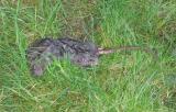Lots of dead rats on the grass outside the closed toilets.