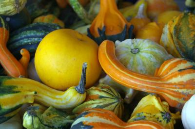 Harvest Time