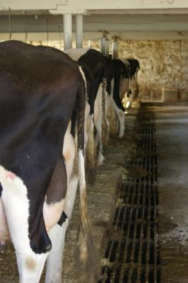 Got Milk?
