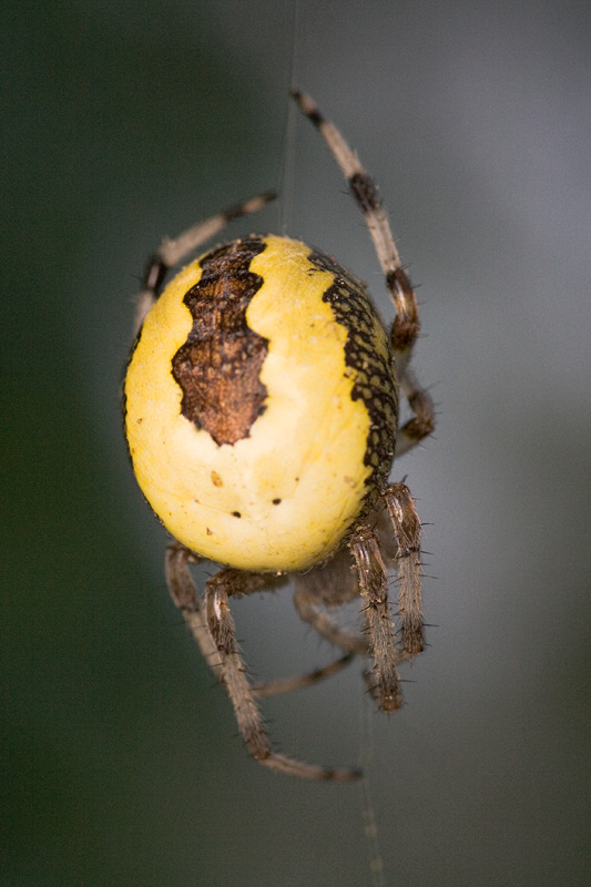 Araneus marmoreus