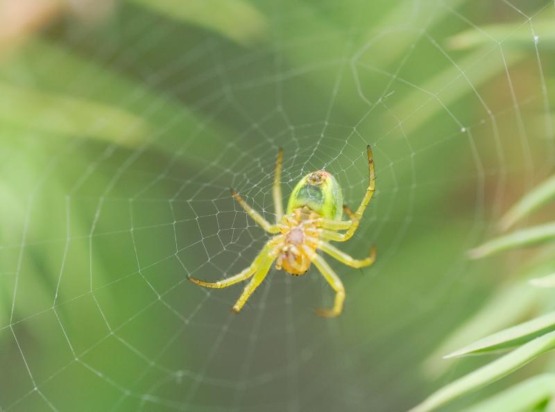Araniella sp.