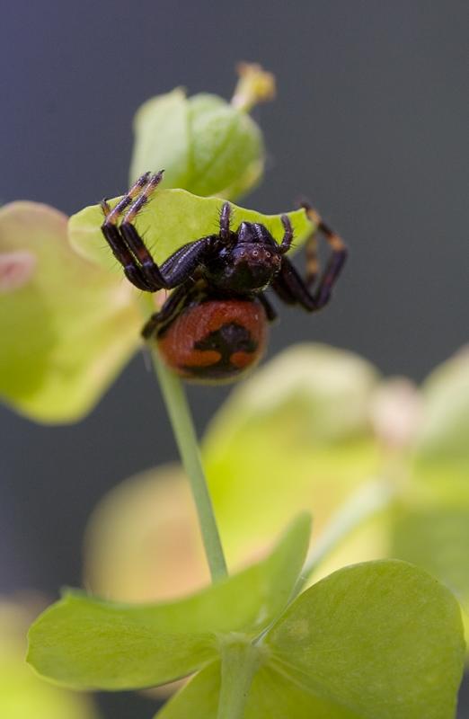 Synema ornatum