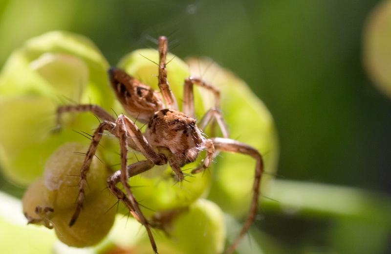 Oxyopes heterophthalmus