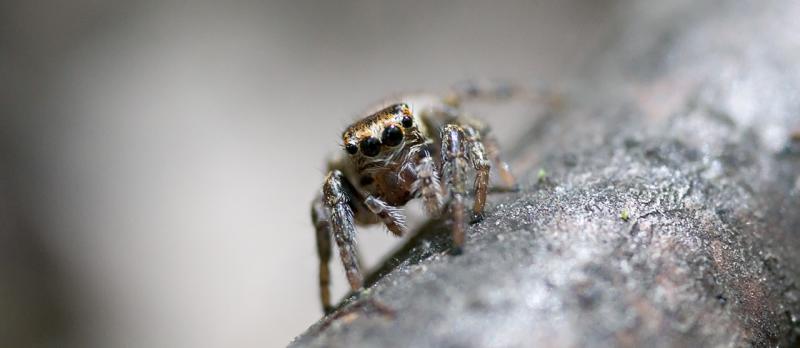 Euophrys sp.