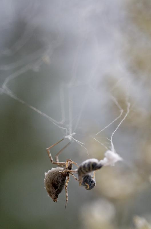 Uloborus