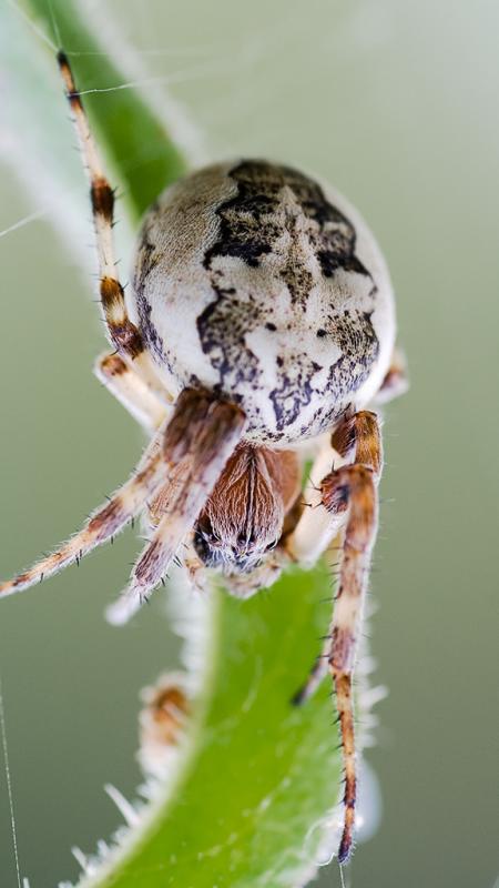 Larinioides cornutus