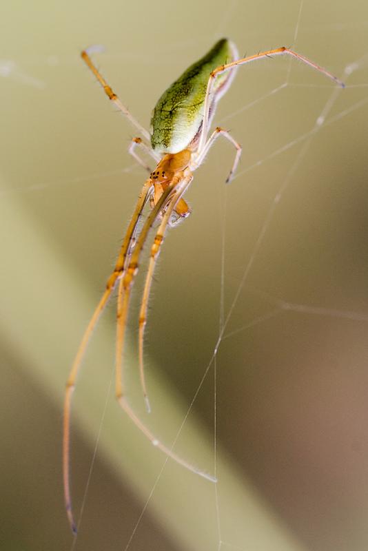 Tetragnatha extensa
