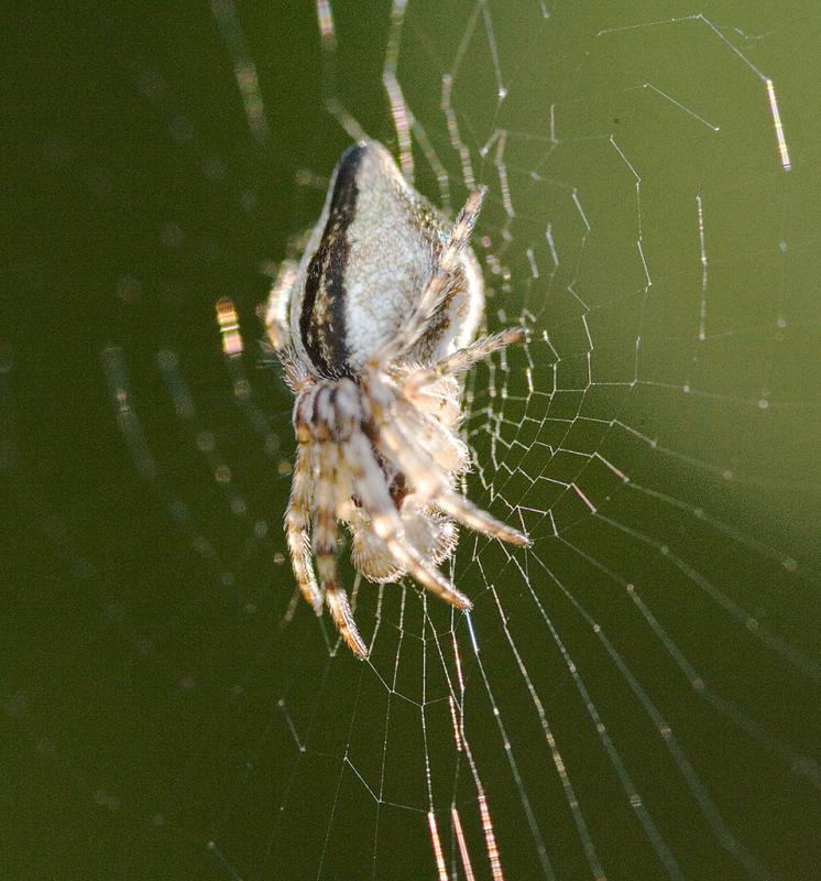 Cyclosa conica