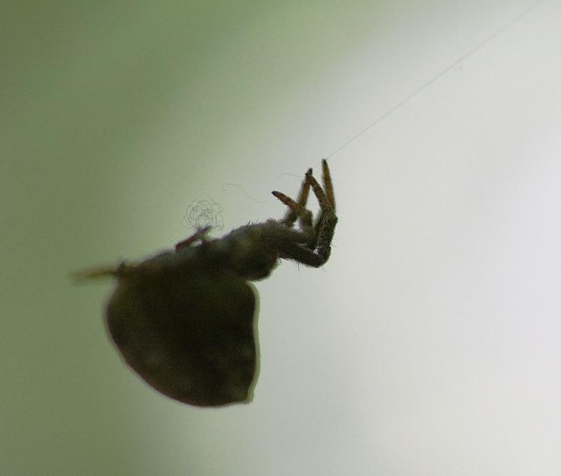 Hyptiotes paradoxus