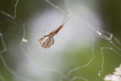 Uloborus walckenaerius