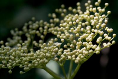 _MG_2120cpp1024.jpg