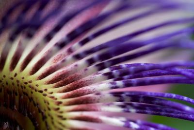Passiflora