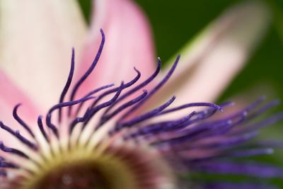 Passiflora