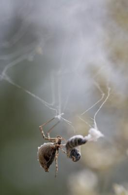 Uloborus