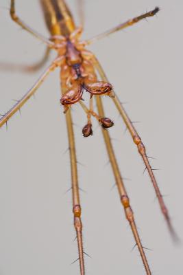 Tetragnatha nigrita