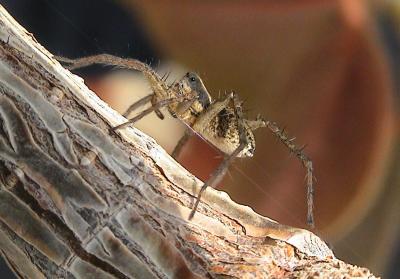 Pardosa agrestis