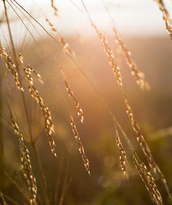 _MG_4130.jpg