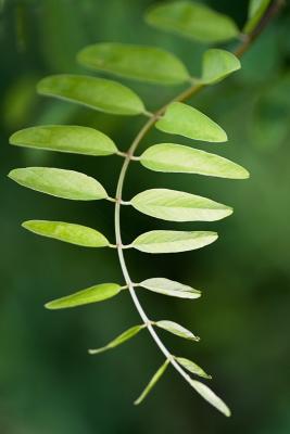 _MG_3760cpp2_800.jpg