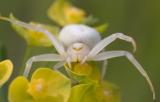 Misumena vatia