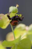 Synema ornatum