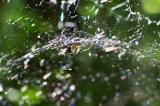 Linyphia triangularis