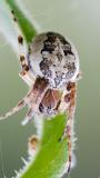 Larinioides cornutus