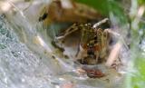 Agelena labyrinthica