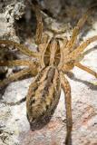 Hogna radiata