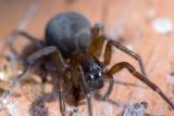 Coelotes terrestris