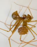 Holocnemus pluchei