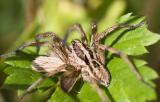 Hogna radiata